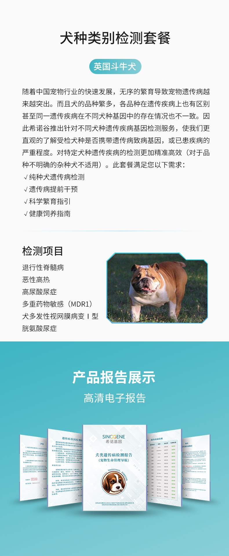 英國斗牛犬.jpg